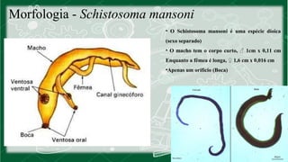 Morfologia - Schistosoma mansoni 
• O Schistosoma mansoni é uma espécie dioica 
(sexo separado) 
• O macho tem o corpo curto, ♂ 1cm x 0,11 cm 
Enquanto a fêmea é longa, ♀ 1,6 cm x 0,016 cm 
•Apenas um orifício (Boca) 
 