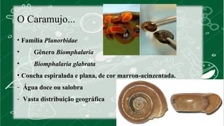 O Caramujo... 
• Família Planorbidae 
• Gênero Biomphalaria 
• Biomphalaria glabrata 
• Concha espiralada e plana, de cor marron-acinzentada. 
- Água doce ou salobra 
- Vasta distribuição geográfica 
 
