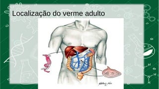 Localização do verme adulto 
 