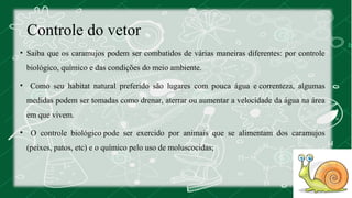 Controle do vetor 
• Saiba que os caramujos podem ser combatidos de várias maneiras diferentes: por controle 
biológico, químico e das condições do meio ambiente. 
• Como seu habitat natural preferido são lugares com pouca água e correnteza, algumas 
medidas podem ser tomadas como drenar, aterrar ou aumentar a velocidade da água na área 
em que vivem. 
• O controle biológico pode ser exercido por animais que se alimentam dos caramujos 
(peixes, patos, etc) e o químico pelo uso de moluscocidas; 
 