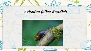 Achatina fulica Bowdich 
 