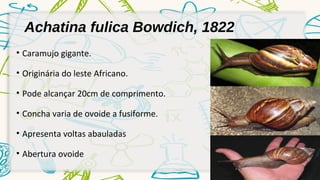 Achatina fulica Bowdich, 1822 
• Caramujo gigante. 
• Originária do leste Africano. 
• Pode alcançar 20cm de comprimento. 
• Concha varia de ovoide a fusiforme. 
• Apresenta voltas abauladas 
• Abertura ovoide 
 