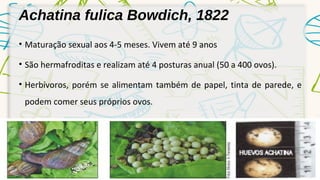 Achatina fulica Bowdich, 1822 
• Maturação sexual aos 4-5 meses. Vivem até 9 anos 
• São hermafroditas e realizam até 4 posturas anual (50 a 400 ovos). 
• Herbívoros, porém se alimentam também de papel, tinta de parede, e 
podem comer seus próprios ovos. 
 