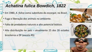 Achatina fulica Bowdich, 1822 
• Em 1980, A. fulica como substituto do escargot, no Brasil. 
• Fuga e liberação dos animais no ambiente. 
• Falta de predadores naturais e alto potencial biótico. 
• Alta distribuição no país – atualmente 25 dos 26 estados 
brasileiros e DF (exceto RS) 
 