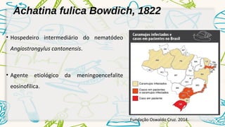 Achatina fulica Bowdich, 1822 
• Hospedeiro intermediário do nematódeo 
Angiostrongylus cantonensis. 
• Agente etiológico da meningoencefalite 
eosinofílica. 
Fundação Oswaldo Cruz. 2014. 
 