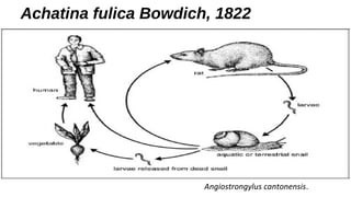 Achatina fulica Bowdich, 1822 
Angiostrongylus cantonensis. 
 