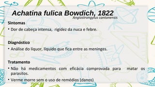 Achatina fulica Bowdich, 1822 
Sintomas 
• Dor de cabeça intensa, rigidez da nuca e febre. 
Angiostrongylus cantonensis 
Diagnóstico 
• Análise do líquor, líquido que fica entre as meninges. 
Tratamento 
• Não há medicamentos com eficácia comprovada para matar os 
parasitos. 
• Verme morre sem o uso de remédios (danos) 
 