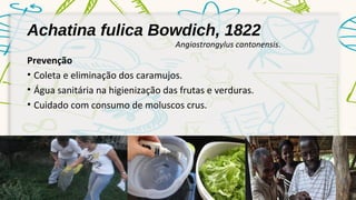 Achatina fulica Bowdich, 1822 
Angiostrongylus cantonensis. 
Prevenção 
• Coleta e eliminação dos caramujos. 
• Água sanitária na higienização das frutas e verduras. 
• Cuidado com consumo de moluscos crus. 
 