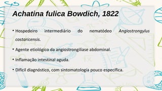 Achatina fulica Bowdich, 1822 
• Hospedeiro intermediário do nematódeo Angiostrongylus 
costaricensis. 
• Agente etiológico da angiostrongilíase abdominal. 
• Inflamação intestinal aguda. 
• Difícil diagnóstico, com sintomatologia pouco específica. 
 