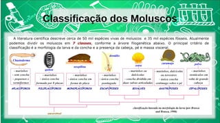 Classificação dos Moluscos 
 