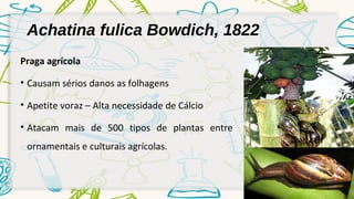 Achatina fulica Bowdich, 1822 
Praga agrícola 
• Causam sérios danos as folhagens 
• Apetite voraz – Alta necessidade de Cálcio 
• Atacam mais de 500 tipos de plantas entre 
ornamentais e culturais agrícolas. 
 