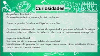 Curiosidades 
- Importância Econômica 
•Produtos farmacêuticos, construção civil, rações, etc. 
•Fontes de proteína (bivalves, cefalópodes e caracóis). 
•Os moluscos portadores de conchas são aproveitados para uma infinidade de artigos 
industriais, tais como, fábricas de botões, broches, brincos e artesanatos de madrepérola. 
-Importância Ambiental 
•Suas conchas são o elemento vital do ciclo do calcário. 
•bioindicadores de poluição (no seu corpo concentram-se várias substâncias tóxicas, 
como o benzeno e metais pesados). 
 