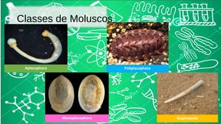 Classes de Moluscos 
Aplacophora 
Monoplacophora 
Poliplacophora 
Scaphopoda 
 