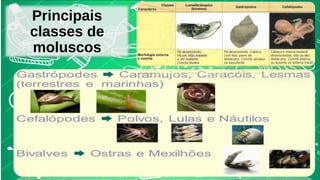 Principais 
classes de 
moluscos 
 
