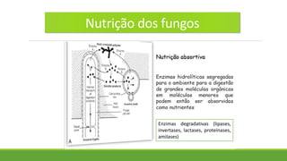 AULA - MORFOLOGIA, FISIOLOGIA REPRODUÇÃO E CLASSIFICAÇÃO DOS FUNGOS .pdf