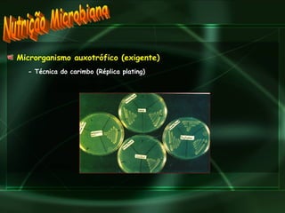 Microrganismo auxotrófico (exigente) - Técnica do carimbo (Réplica plating) Nutrição Microbiana 