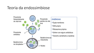 Teoria da endossimbiose
Procarionte
aeróbio de vida
livre
Procarionte
fotossintetizante
de vida livre
Procarionte
simbiótico
Bactéria torna-
se cloroplasto
Bactéria torna-se
mitocôndria
Núcleo
EVIDÊNCIAS
•Dupla membrana
•DNA próprio
•Ribossomos próprios
•Sofrem com alguns antibióticos
•Tamanho semelhante a bactérias
 