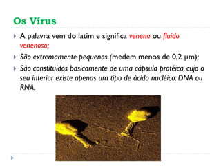 Os Vírus
A palavra vem do latim e significa veneno ou fluido
venenoso;
São extremamente pequenos (medem menos de 0,2 µm);
São constituídos basicamente de uma cápsula protéica, cujo o
seu interior existe apenas um tipo de ácido nucléico: DNA ou
RNA.