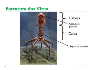 Estrutura dos Vírus
Cabeça
Calda
Cápsula de
proteína
Espiral de proteína