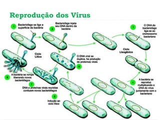 Reprodução dos Vírus