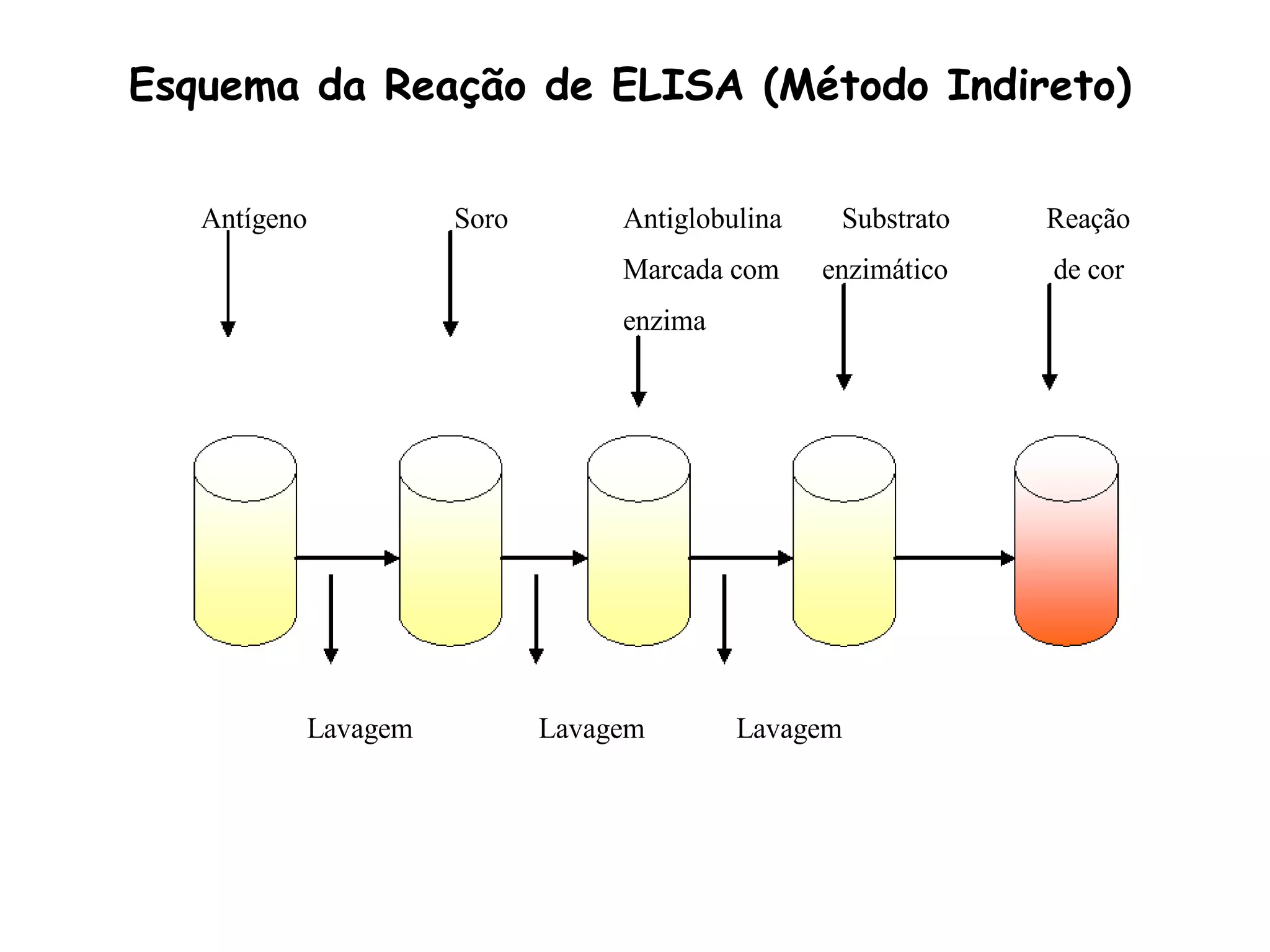 Antígeno Soro Antiglobulina Substrato Reação
Marcada com enzimático de cor
enzima
Lavagem Lavagem Lavagem
Esquema da Reação de ELISA (Método Indireto)
 