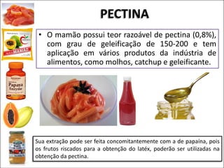 PECTINA
• O mamão possui teor razoável de pectina (0,8%),
com grau de geleificação de 150-200 e tem
aplicação em vários produtos da indústria de
alimentos, como molhos, catchup e geleificante.
Sua extração pode ser feita concomitantemente com a de papaína, pois
os frutos riscados para a obtenção do latéx, poderão ser utilizadas na
obtenção da pectina.
 