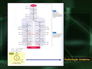 Fosforilação Oxidativa 