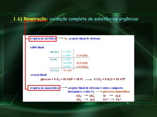 1.b) Respiração:  oxidação completa de substâncias orgânicas 