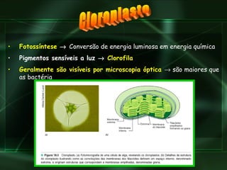 Fotossíntese     Conversão de energia luminosa em energia química Pigmentos sensíveis a luz     Clorofila Geralmente são visíveis por microscopia óptica    são maiores que as bactéria Cloroplasto 