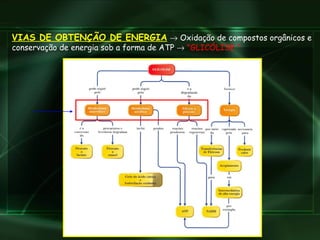 VIAS DE OBTENÇÃO DE ENERGIA     Oxidação de compostos orgânicos e conservação de energia sob a forma de ATP     "GLICÓLISE " 