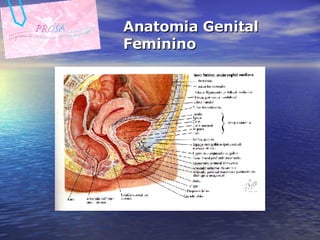Anatomia Genital Feminino 