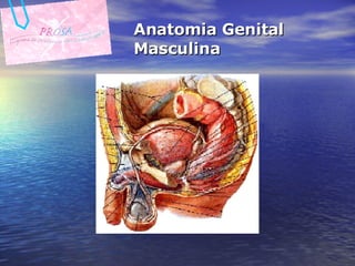 Anatomia Genital Masculina 
