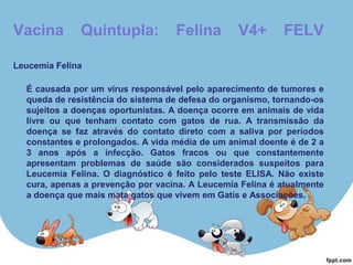 Vacina Quíntupla: Felina V4+ FELV
Leucemia Felina
É causada por um vírus responsável pelo aparecimento de tumores e
queda de resistência do sistema de defesa do organismo, tornando-os
sujeitos a doenças oportunistas. A doença ocorre em animais de vida
livre ou que tenham contato com gatos de rua. A transmissão da
doença se faz através do contato direto com a saliva por períodos
constantes e prolongados. A vida média de um animal doente é de 2 a
3 anos após a infecção. Gatos fracos ou que constantemente
apresentam problemas de saúde são considerados suspeitos para
Leucemia Felina. O diagnóstico é feito pelo teste ELISA. Não existe
cura, apenas a prevenção por vacina. A Leucemia Felina é atualmente
a doença que mais mata gatos que vivem em Gatís e Associações.
 