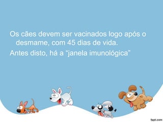 Os cães devem ser vacinados logo após o
desmame, com 45 dias de vida.
Antes disto, há a “janela imunológica”
 