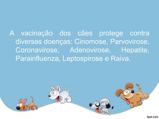A vacinação dos cães protege contra
diversas doenças: Cinomose, Parvovirose,
Coronavirose, Adenovirose, Hepatite,
Parainfluenza, Leptospirose e Raiva.
 
