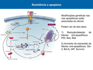 Resistência a apoptose
Modificações genéticas nas
vias apoptóticas estão
associadas ao câncer.
Podem ser de dois tipos:
1) Redução/deleção de
fatores pró-apoptóticos:
P53, Bax, Bak.
2) Aumento de expressão de
fatores anti-apoptóticos: Bcl-
2, Bcl-XL, IAP, Survivin.
 