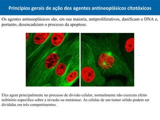 Princípios gerais de ação dos agentes antineoplásicos citotóxicos
Os agentes antineoplásicos são, em sua maioria, antiproliferativos, danificam o DNA e,
portanto, desencadeiam o processo da apoptose.
Eles agem principalmente no processo de divisão celular, normalmente não exercem efeito
inibitório específico sobre a invasão ou metástase. As células de um tumor sólido podem ser
divididas em três compartimentos.
 