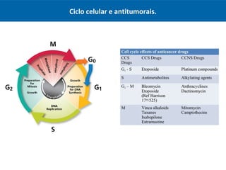 Ciclo celular e antitumorais.
 