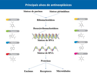 Principais alvos de antineoplásicos
Síntese de RNA
Síntese de purinas Síntese pirimidinas
Ribonucleotídeos
Desoxirribonucleotídeos
Síntese de DNA
Proteínas
Enzimas MicrotúbulosReceptores
 