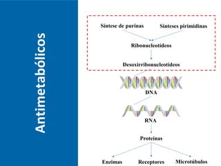 Antimetabólicos
RNA
Síntese de purinas Sínteses pirimidinas
Ribonucleotídeos
Desoxirribonucleotídeos
DNA
Proteínas
Enzimas MicrotúbulosReceptores
 