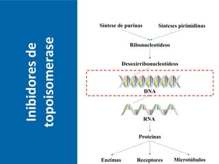Inibidoresde
topoisomerase
RNA
Síntese de purinas Sínteses pirimidinas
Ribonucleotídeos
Desoxirribonucleotídeos
DNA
Proteínas
Enzimas MicrotúbulosReceptores
 
