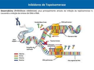 Inibidores de Topoisomerase
Doxorrubicina (Antibióticos citotóxicos) atua principalmente através da inibição da topoisomerase II,
causando a inibição da síntese de DNA e RNA.
 