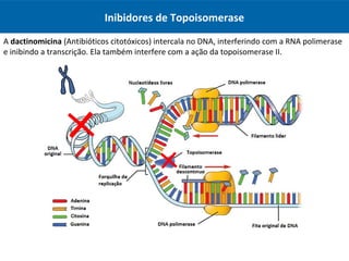 A dactinomicina (Antibióticos citotóxicos) intercala no DNA, interferindo com a RNA polimerase
e inibindo a transcrição. Ela também interfere com a ação da topoisomerase II.
Inibidores de Topoisomerase
 