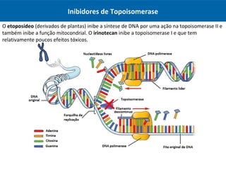 O etoposídeo (derivados de plantas) inibe a síntese de DNA por uma ação na topoisomerase II e
também inibe a função mitocondrial. O irinotecan inibe a topoisomerase I e que tem
relativamente poucos efeitos tóxicos.
Inibidores de Topoisomerase
 