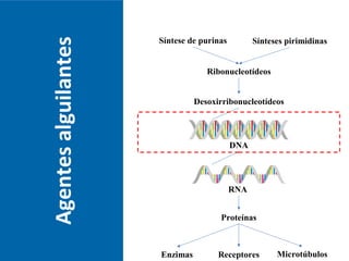 Agentesalguilantes
RNA
Síntese de purinas Sínteses pirimidinas
Ribonucleotídeos
Desoxirribonucleotídeos
DNA
Proteínas
Enzimas MicrotúbulosReceptores
 