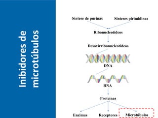 Inibidoresde
microtúbulos
RNA
Síntese de purinas Sínteses pirimidinas
Ribonucleotídeos
Desoxirribonucleotídeos
DNA
Proteínas
Enzimas MicrotúbulosReceptores
 