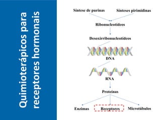 Quimioterápicospara
receptoreshormonais
RNA
Síntese de purinas Sínteses pirimidinas
Ribonucleotídeos
Desoxirribonucleotídeos
DNA
Proteínas
Enzimas MicrotúbulosReceptores
 