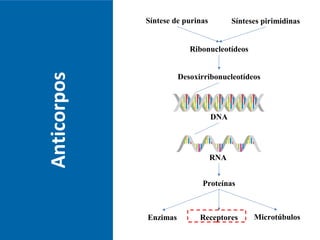 Anticorpos
RNA
Síntese de purinas Sínteses pirimidinas
Ribonucleotídeos
Desoxirribonucleotídeos
DNA
Proteínas
Enzimas MicrotúbulosReceptores
 