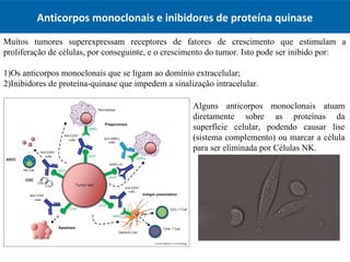 Anticorpos monoclonais e inibidores de proteína quinase
Muitos tumores superexpressam receptores de fatores de crescimento que estimulam a
proliferação de células, por conseguinte, e o crescimento do tumor. Isto pode ser inibido por:
1)Os anticorpos monoclonais que se ligam ao domínio extracelular;
2)Inibidores de proteína-quinase que impedem a sinalização intracelular.
Alguns anticorpos monoclonais atuam
diretamente sobre as proteínas da
superfície celular, podendo causar lise
(sistema complemento) ou marcar a célula
para ser eliminada por Células NK.
 