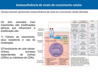 Autossuficiência de sinais de crescimento celular
Células tumorais apresentam autossuficiência de sinais de crescimento celular (Divisão).
Os dois exemplos mais
importantes são modificações
gênicas que influenciam a
proliferação são:
1) Fatores de crescimento,
seus receptores e vias de
sinalização
2)Transdutores de ciclo celular:
ciclinas, quinases
dependendes de ciclinas
(CDKs) ou inibidores de CDKs.
 